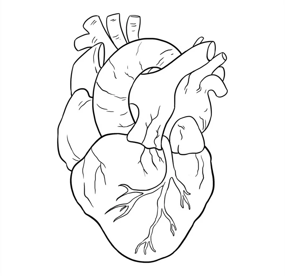 Нарисовать сердце человека. Для срисовки