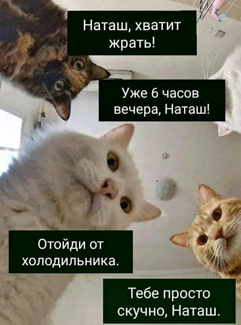 Наташа и коты мемы. Прикольная картинка