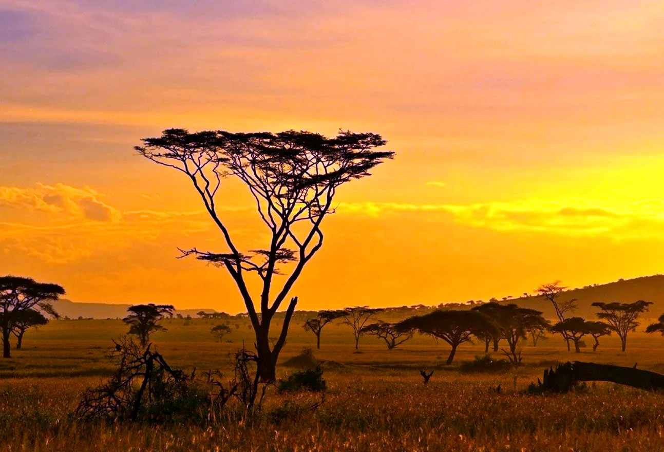 Национальный парк Серенгети Танзания закат. Картинка