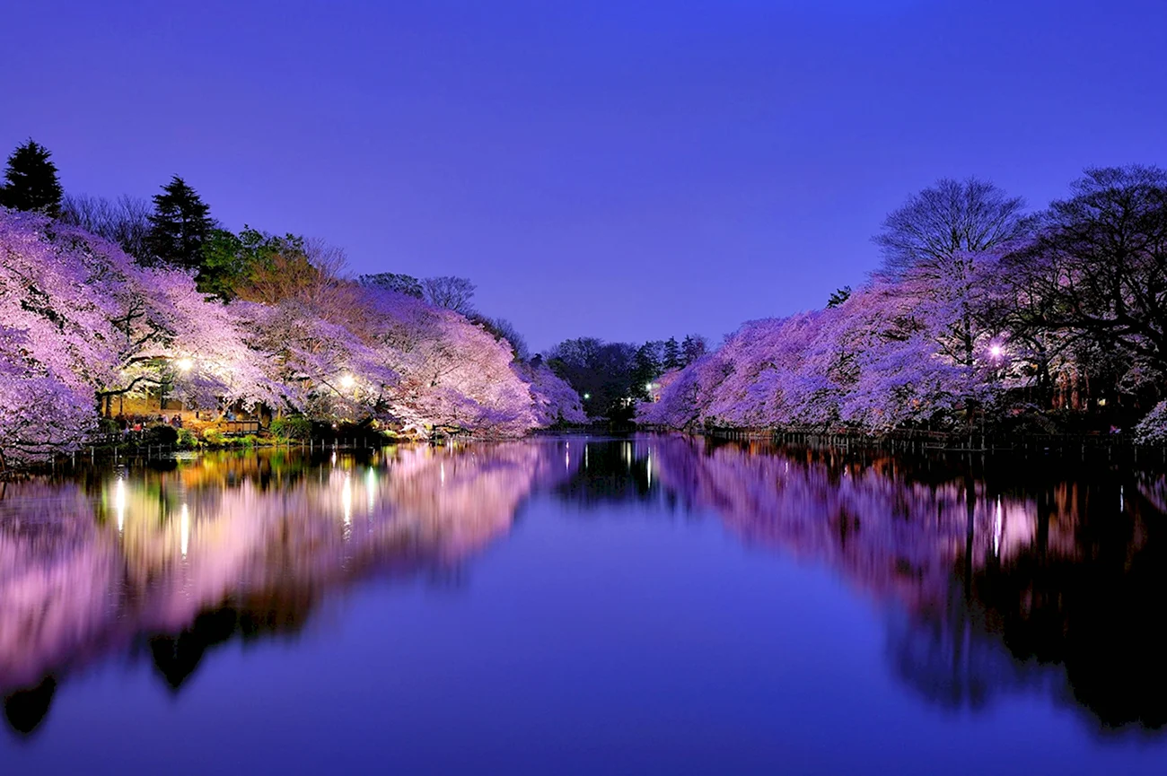 Национальный Приморский парк Хитачи Япония. Красивая картинка