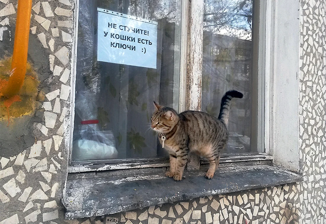Не стучите у кошки есть ключи. Картинка