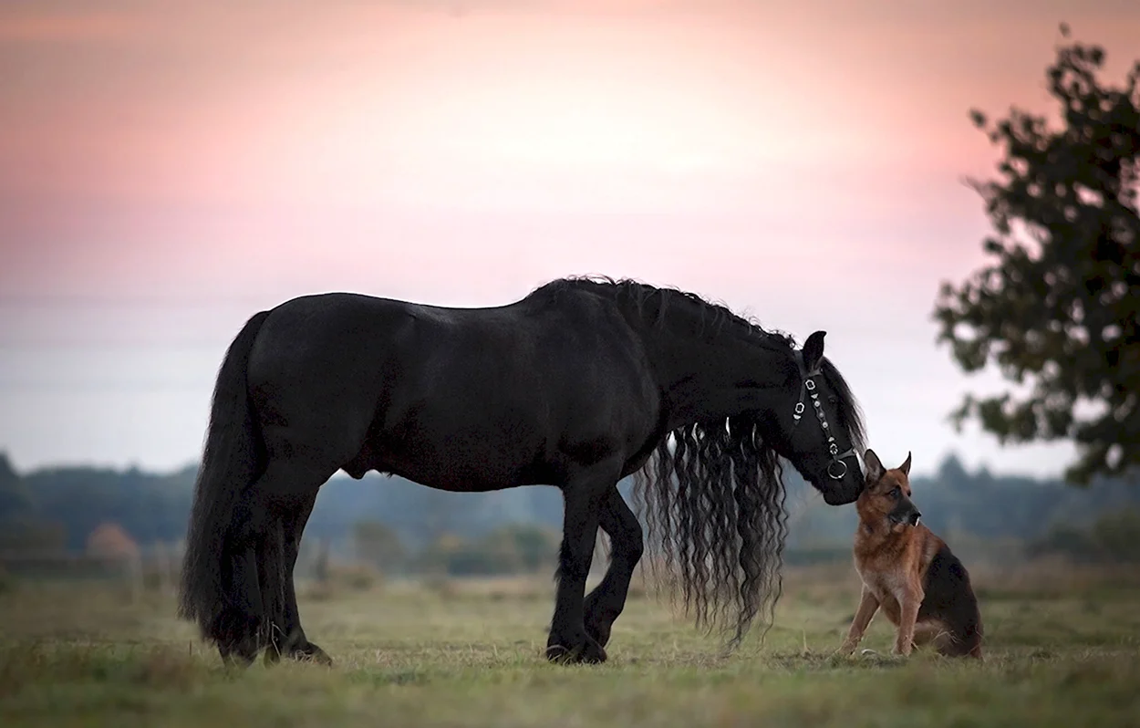 Немецкие лошади вороные. Красивое животное