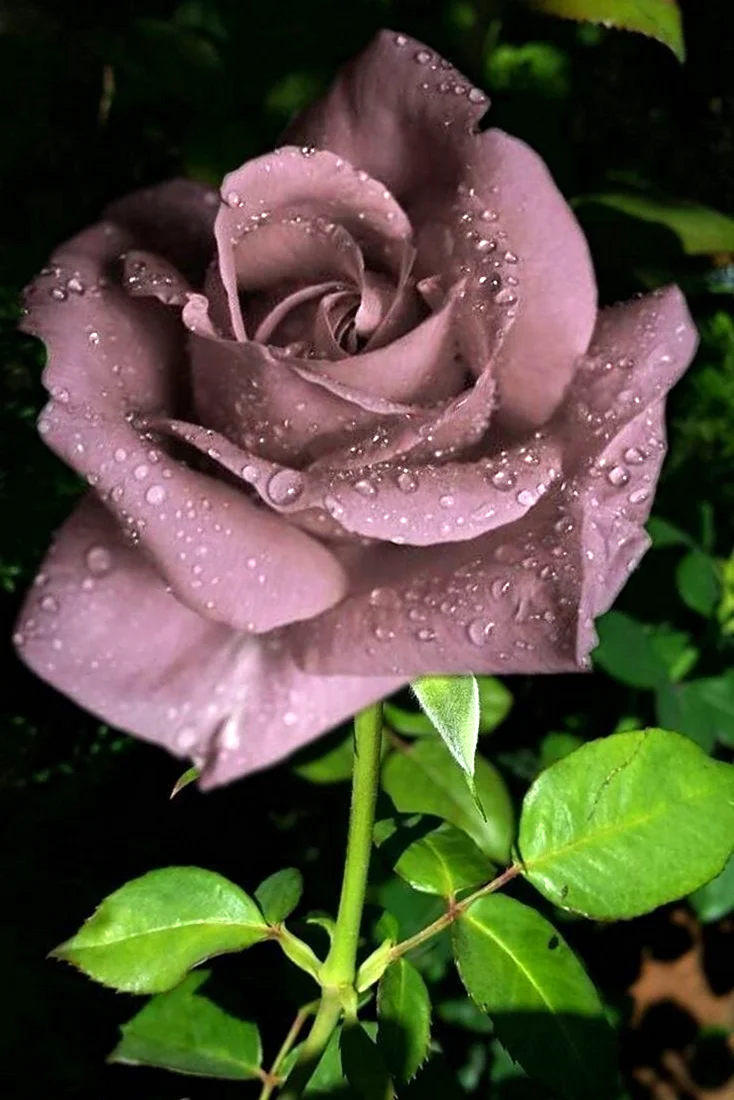 Необычные розы. Красивая картинка