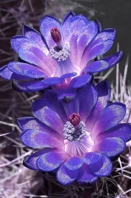 Необычные цветы. Красивая картинка