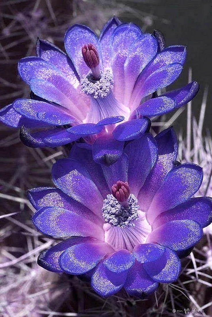 Необычные цветы. Красивая картинка