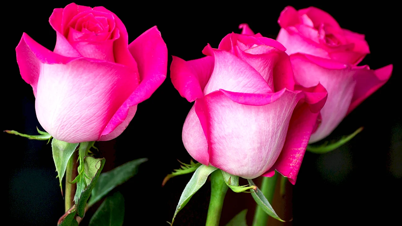 Неопак бархатные розы. Красивая картинка