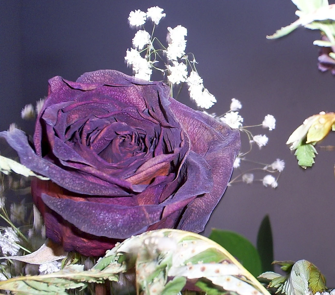 Неопак бархатные розы. Красивая картинка