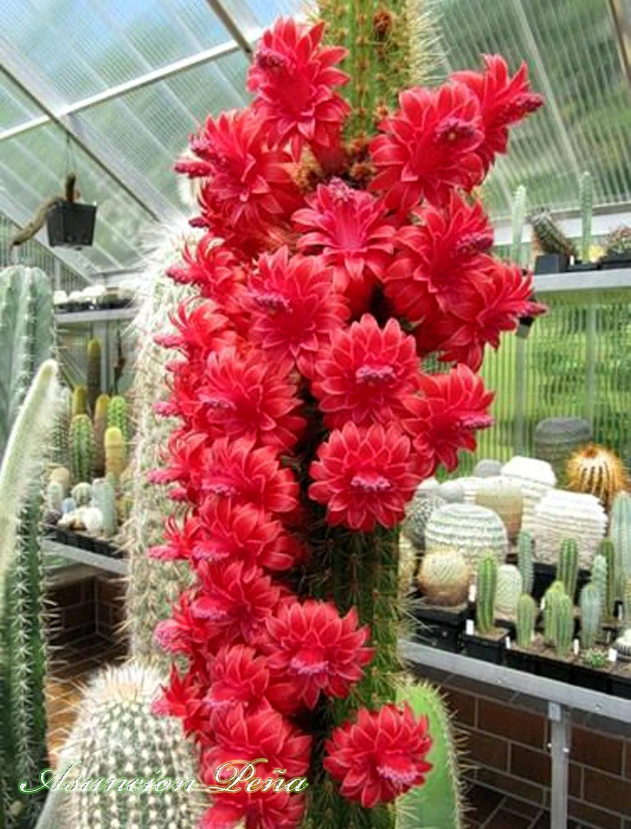 Неприхотливые красивоцветущие кактусы. Красивая картинка