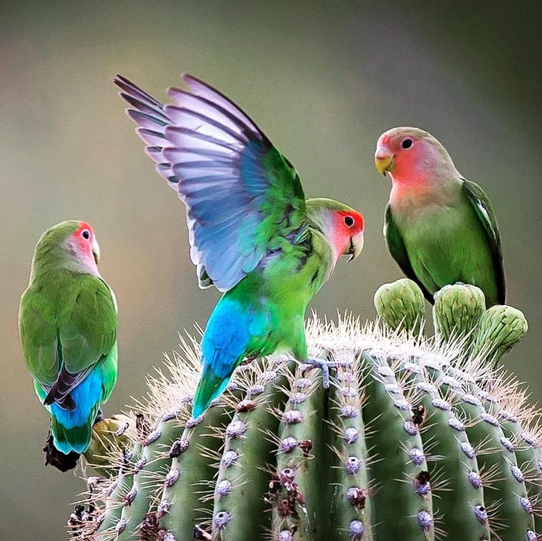 Неразлучники попугаи. Красивое животное