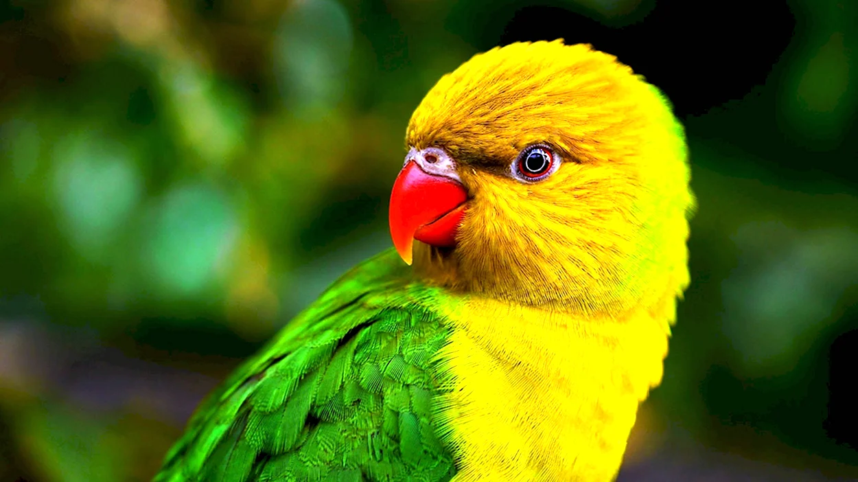 Неразлучники попугаи. Красивое животное