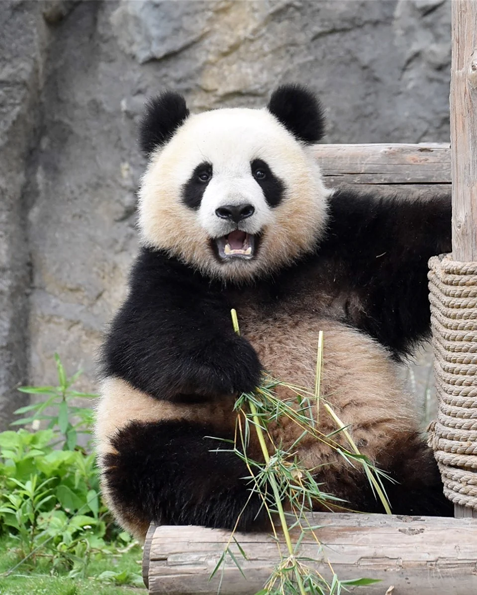 Неуклюжая Панда. Красивое животное