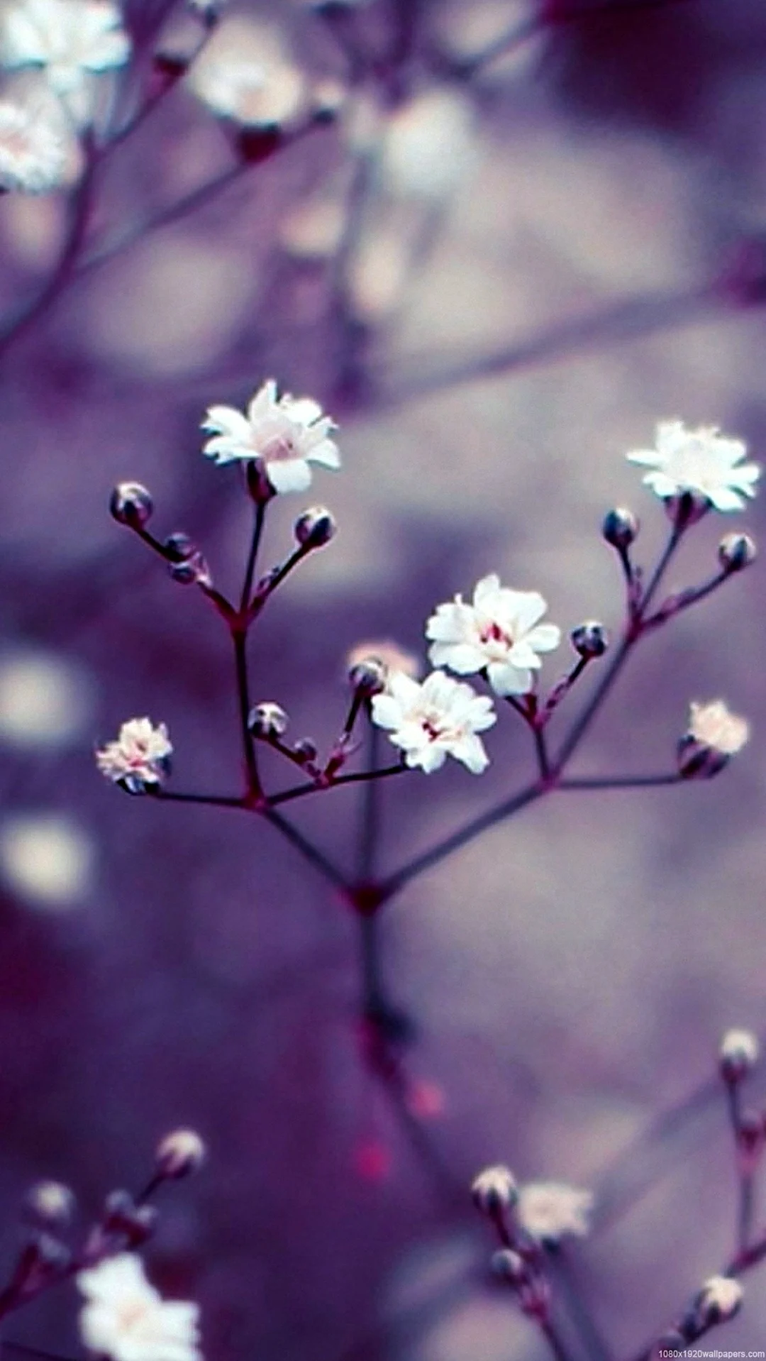 Нежные мелкие цветы. Красивая картинка
