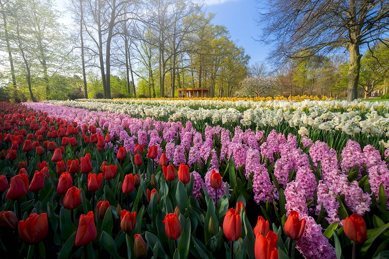 Нидерланды парк цветов Кейкенхоф 2020. Красивая картинка