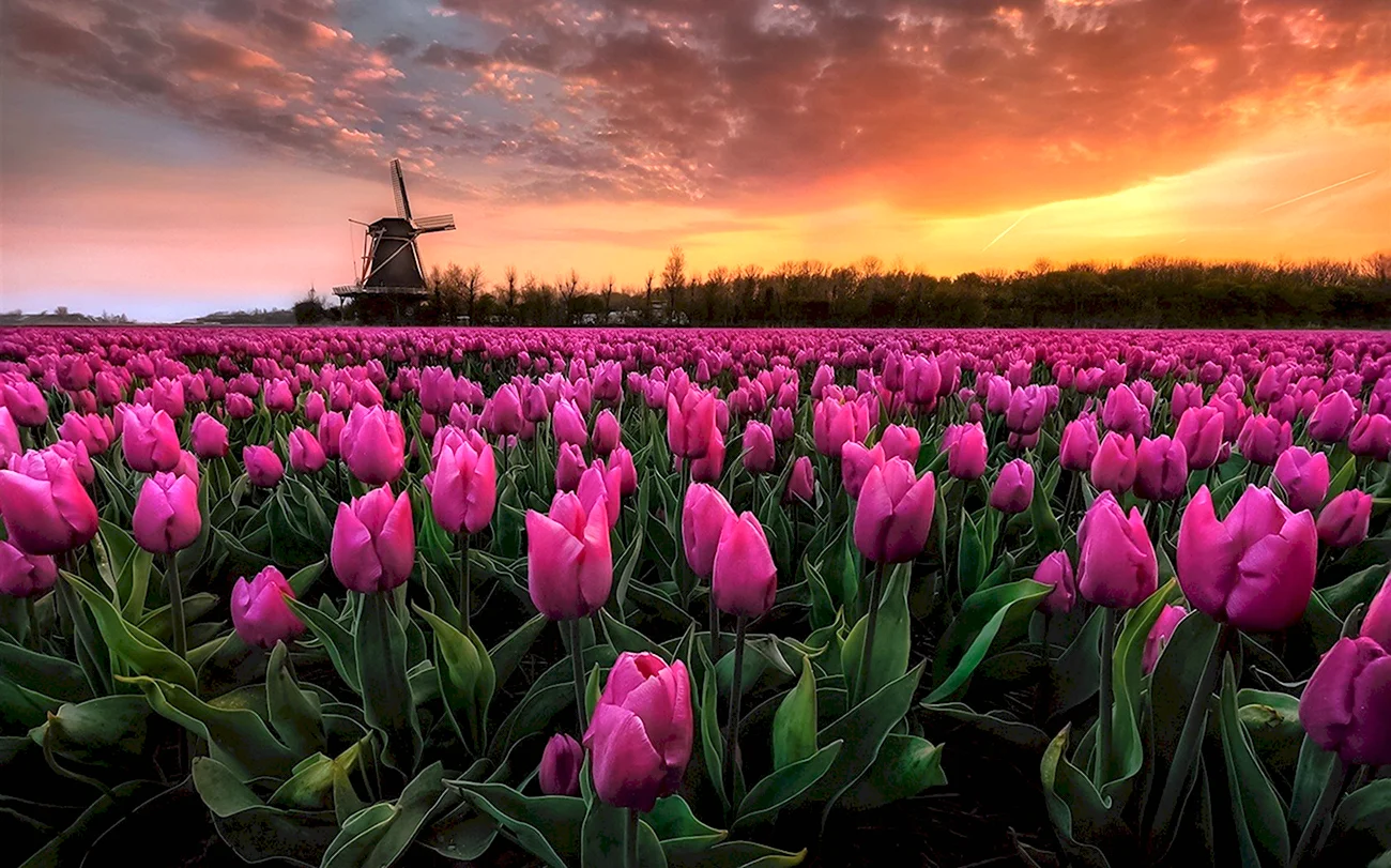 Нидерланды тюльпановые поля. Картинка