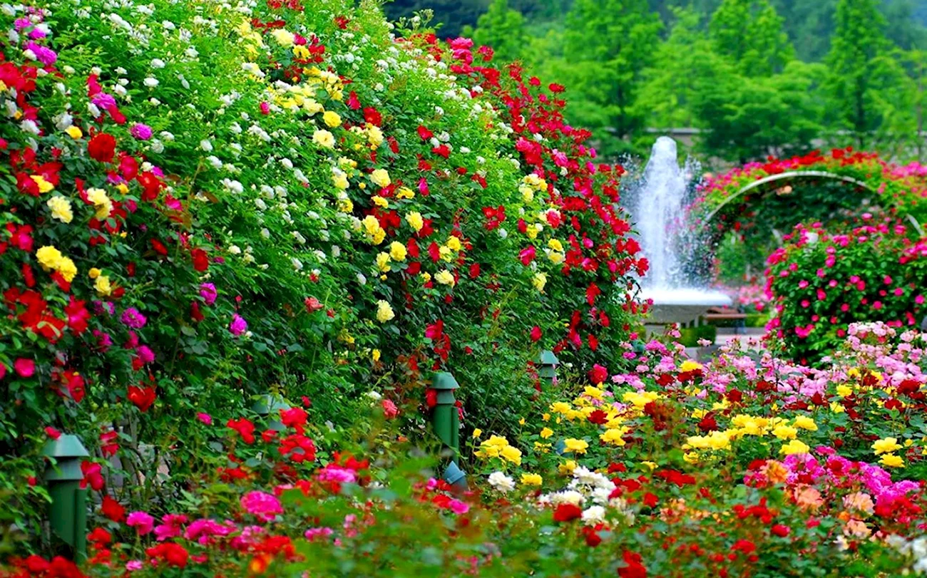 Никитский Ботанический сад розарий фонтан. Красивая картинка