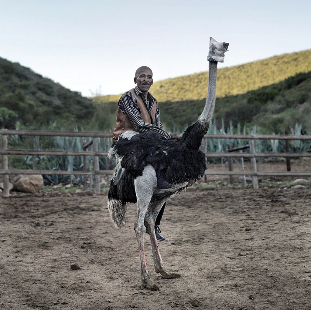 Niklaas Ockers an Ostrich Jockey. Oudtshoorn Western Cape. Красивое животное