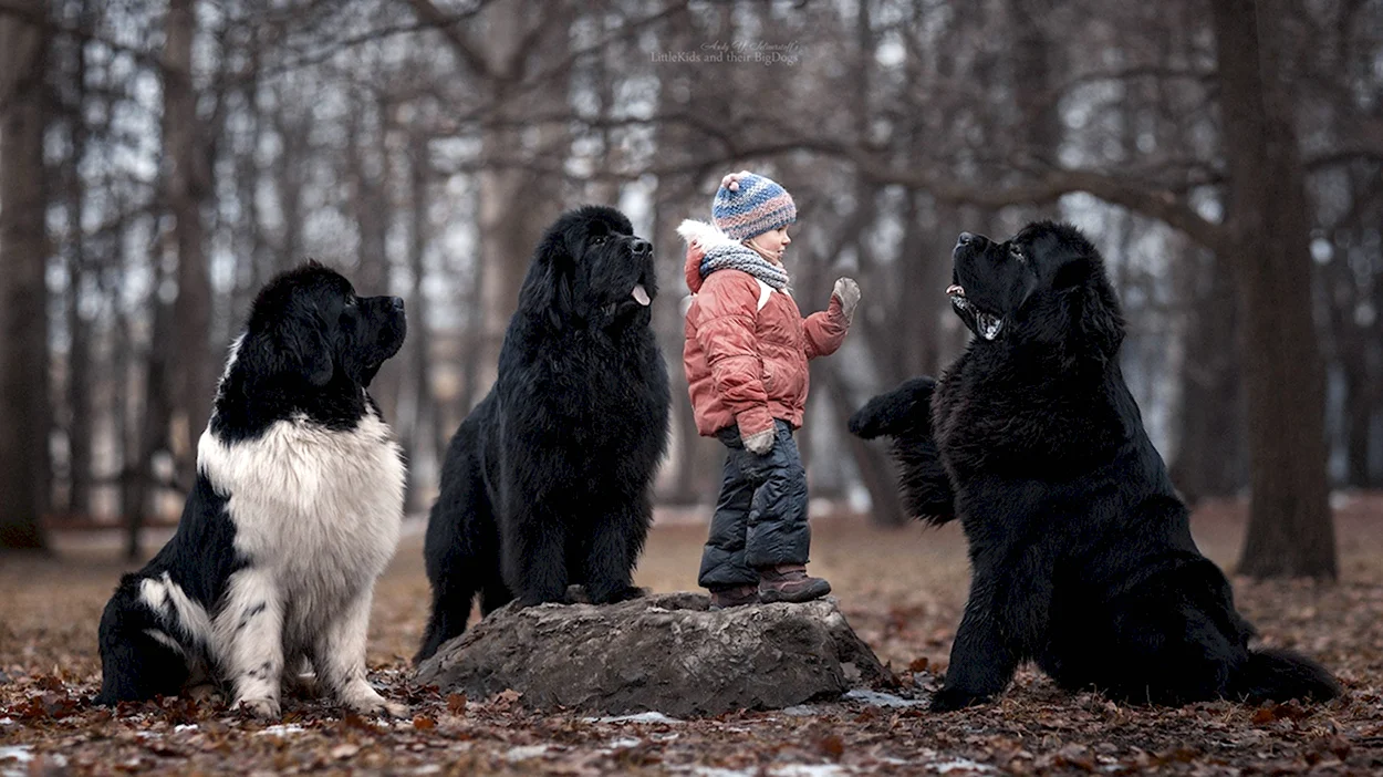 Ньюфаундленд порода собак с детьми. Красивое животное