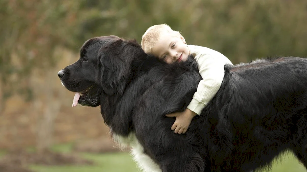 Ньюфаундленд собака с человеком. Красивое животное