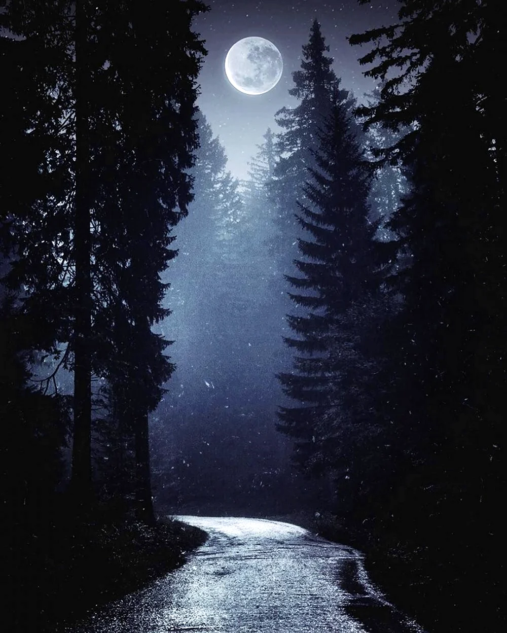 Ночь лес Луна. Красивая картинка