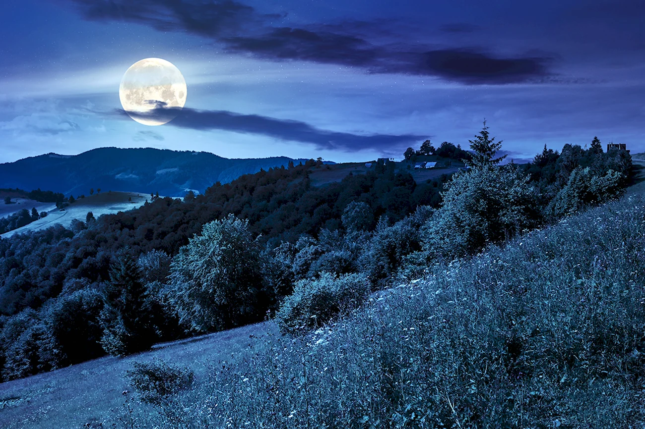 Ночь лес Луна. Красивая картинка
