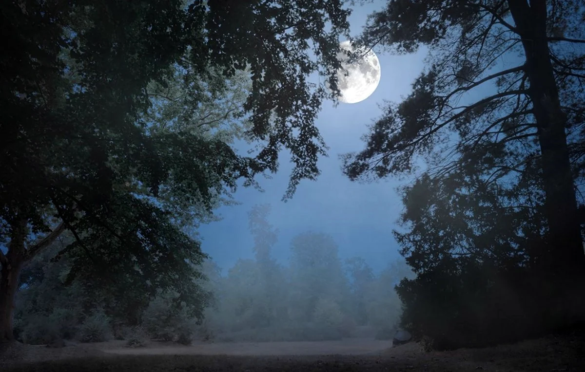 Ночной лес. Красивая картинка