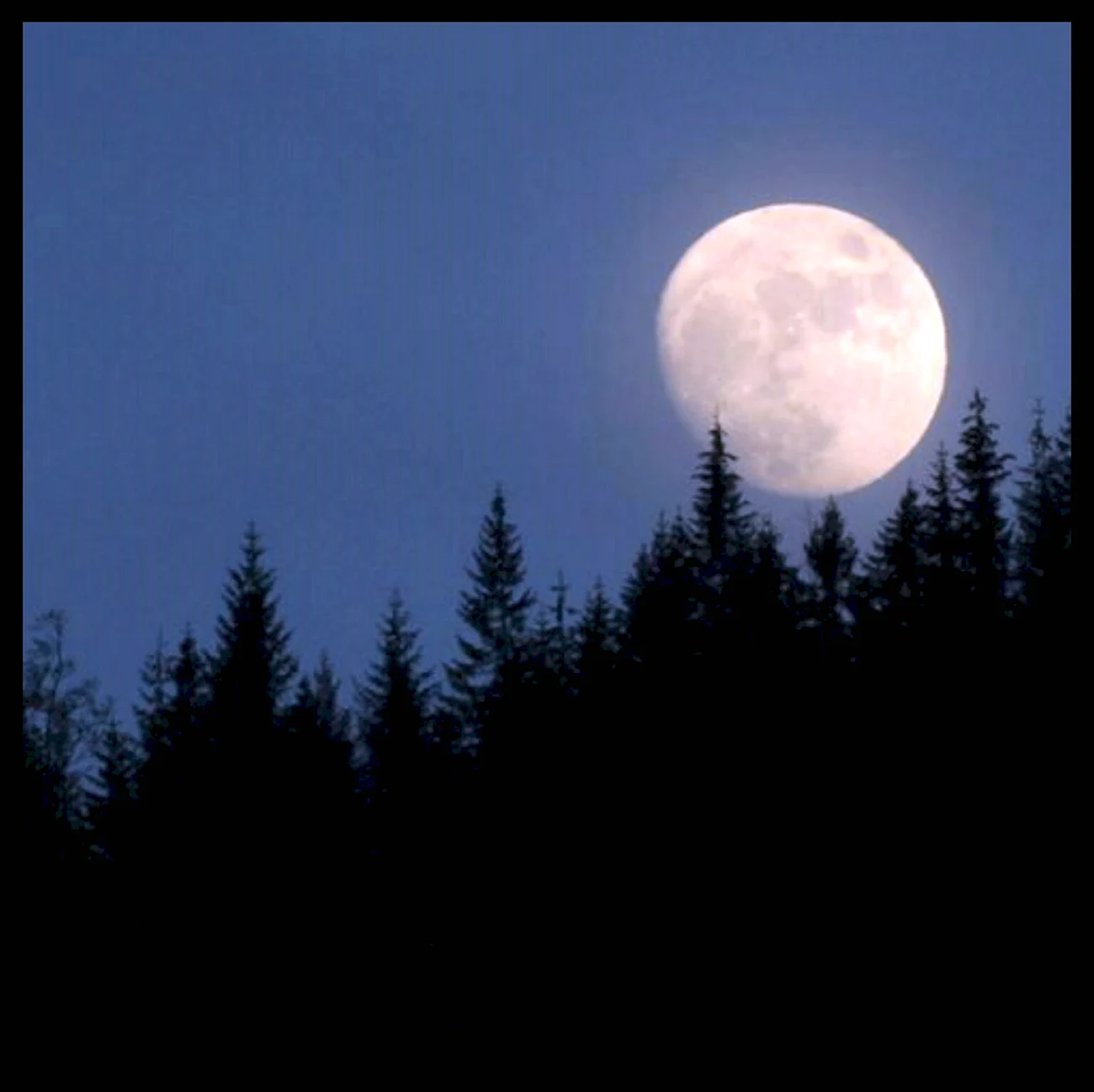 Ночной лес с луной. Красивая картинка