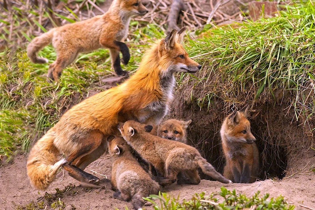 Нора лисы Лисья Нора. Красивые картинки животных