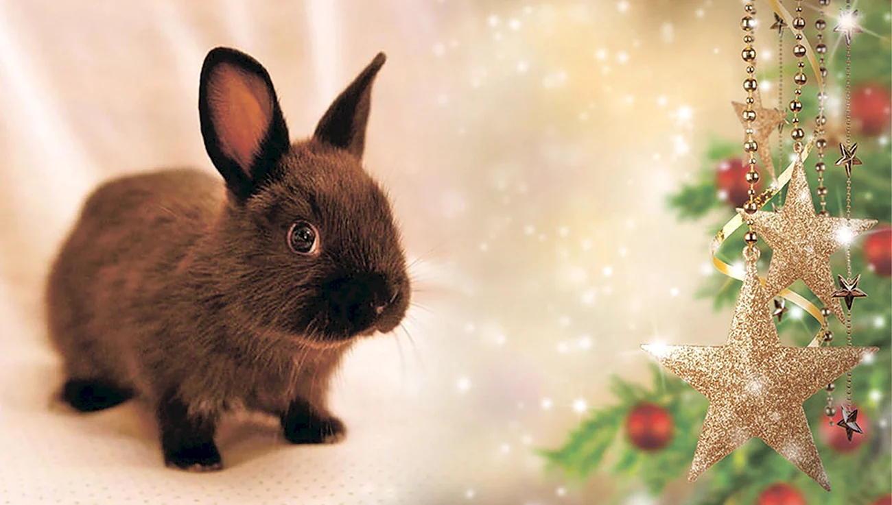 Новогодний черный кролик. Поздравление
