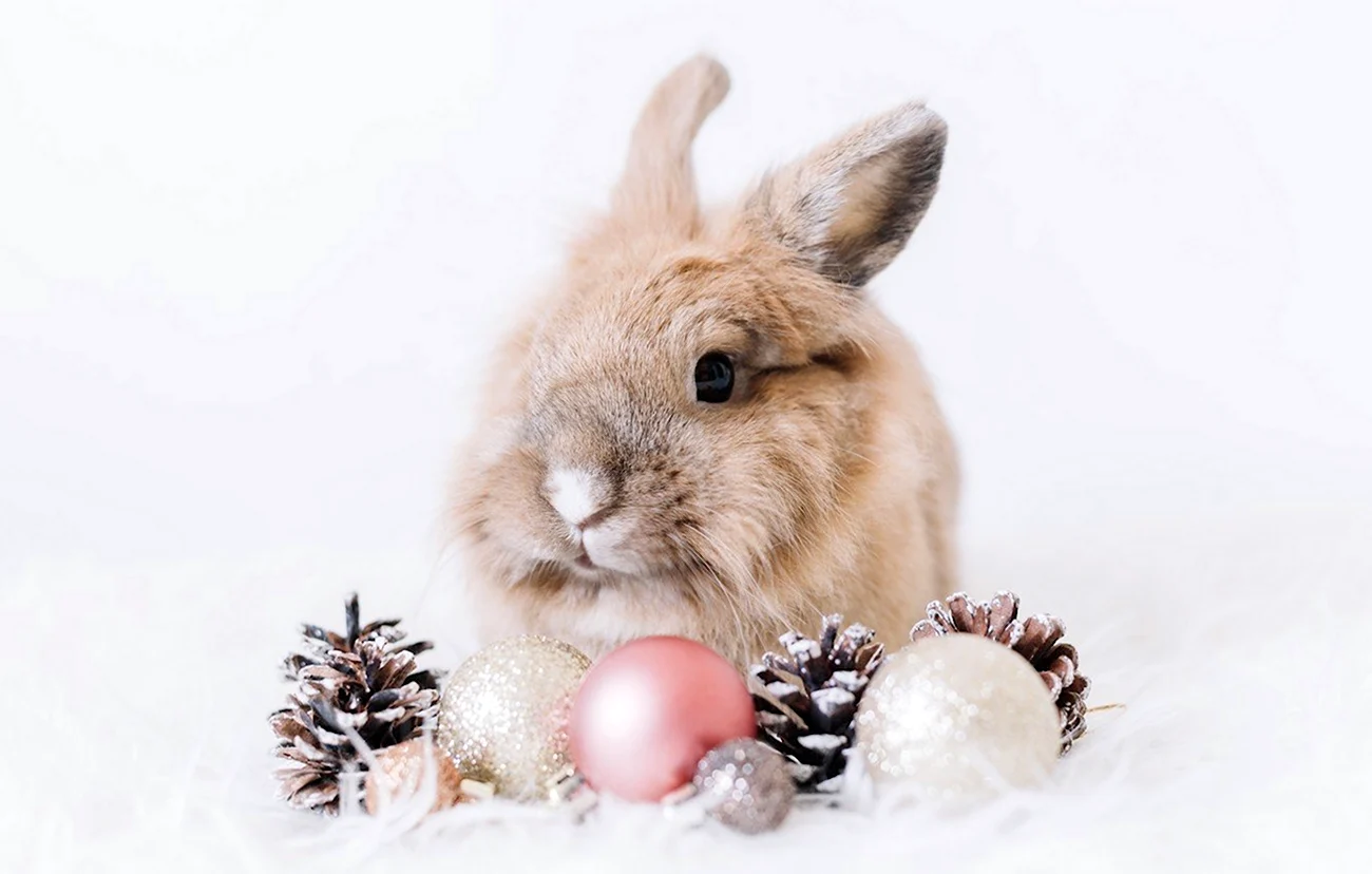Новогодний кролик. Поздравление