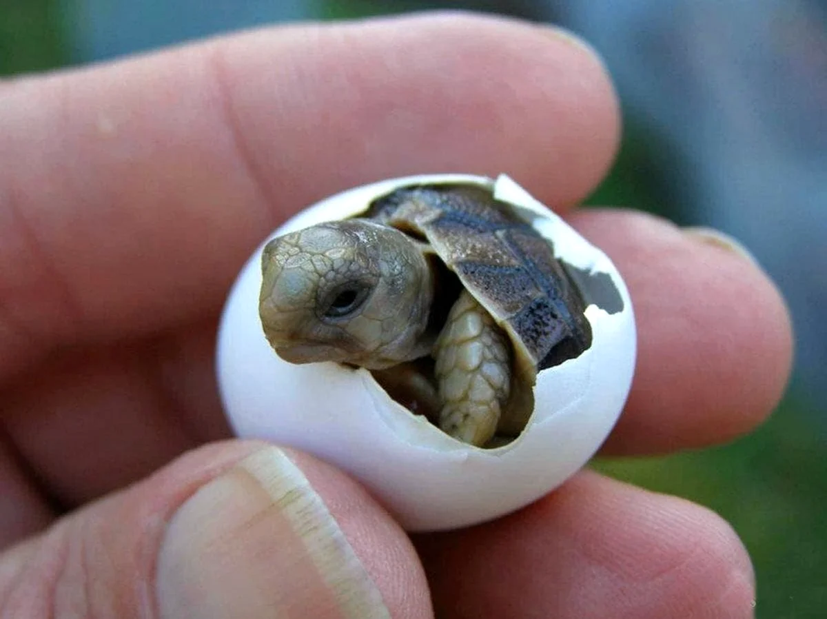 Новорожденная красноухая черепаха. Красивое животное