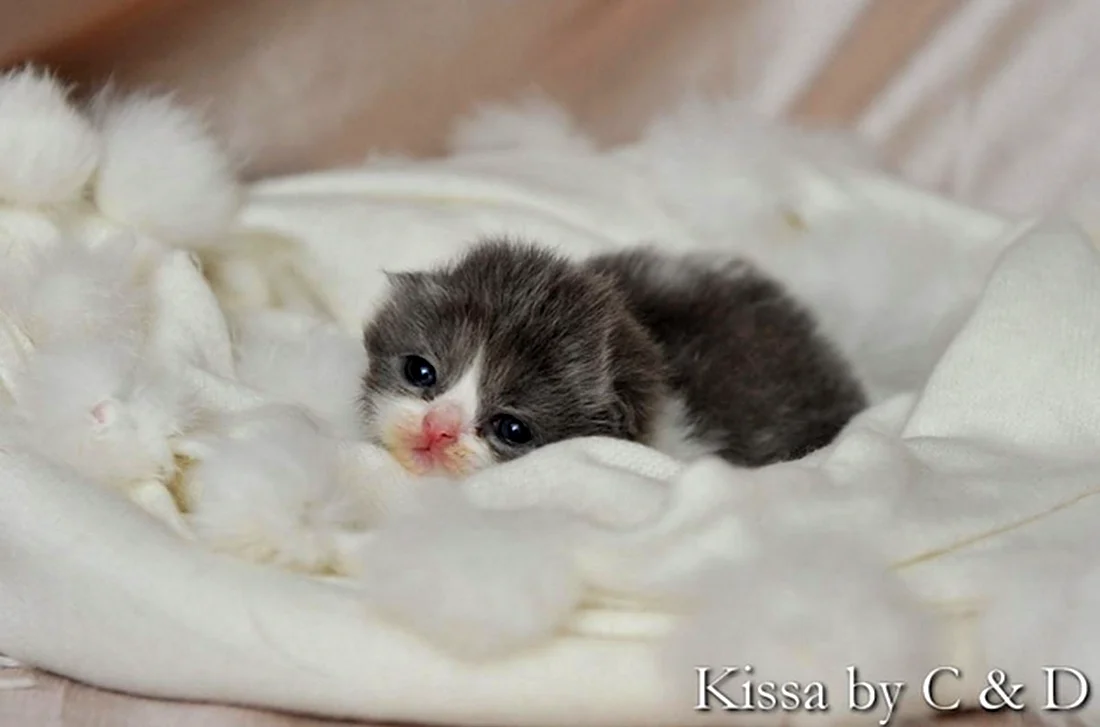 Новорожденные пушистые котята. Красивые картинки животных