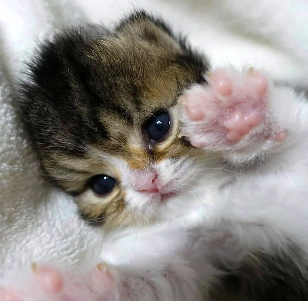 Новорожденный котенок. Красивые картинки животных