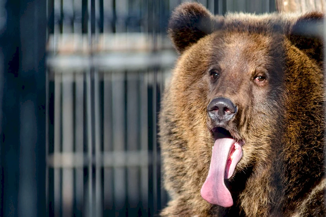 Новосибирский зоопарк бурый медведь. Красивое животное
