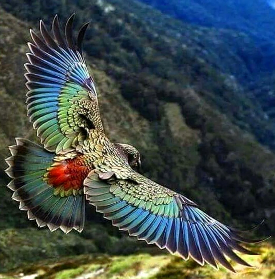 Новозеландский попугай Кеа. Красивое животное