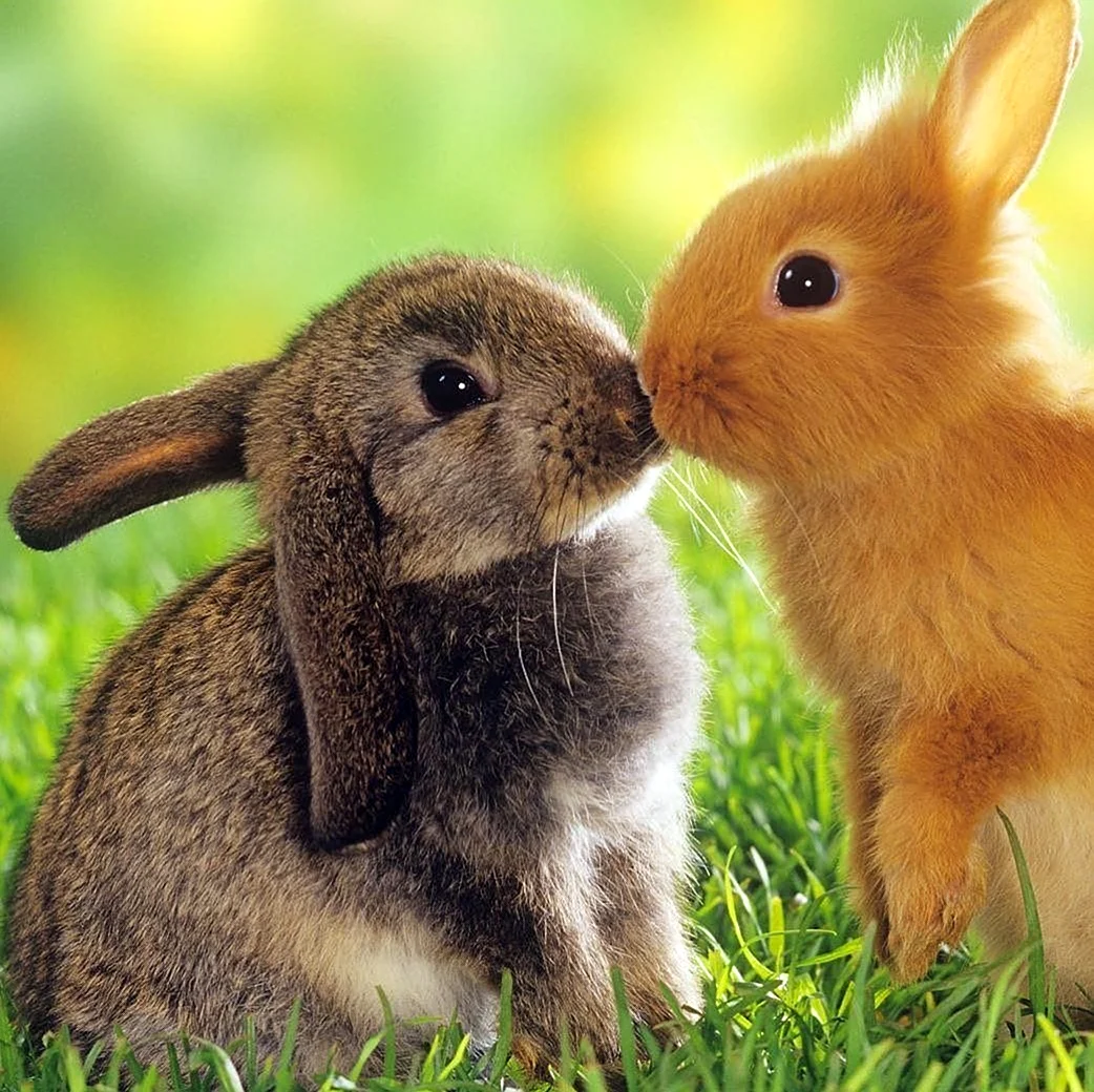 Обои на телефон кролики. Красивые картинки животных