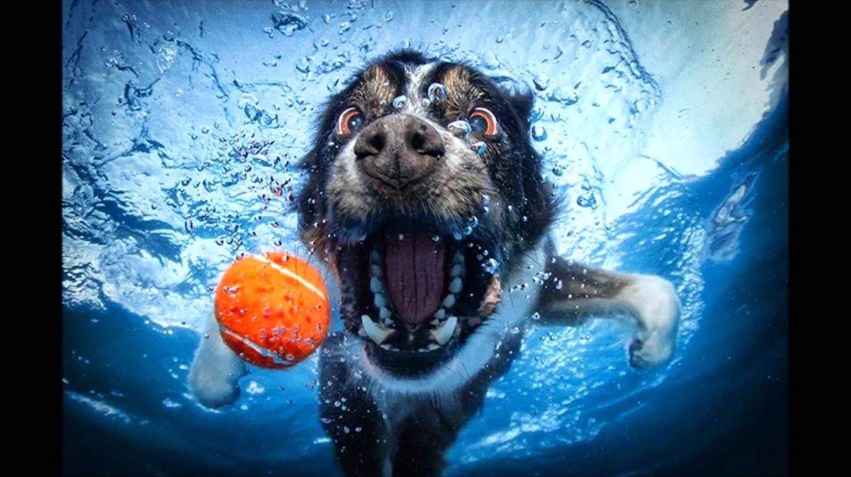 Обои собака под водой. Красивое животное