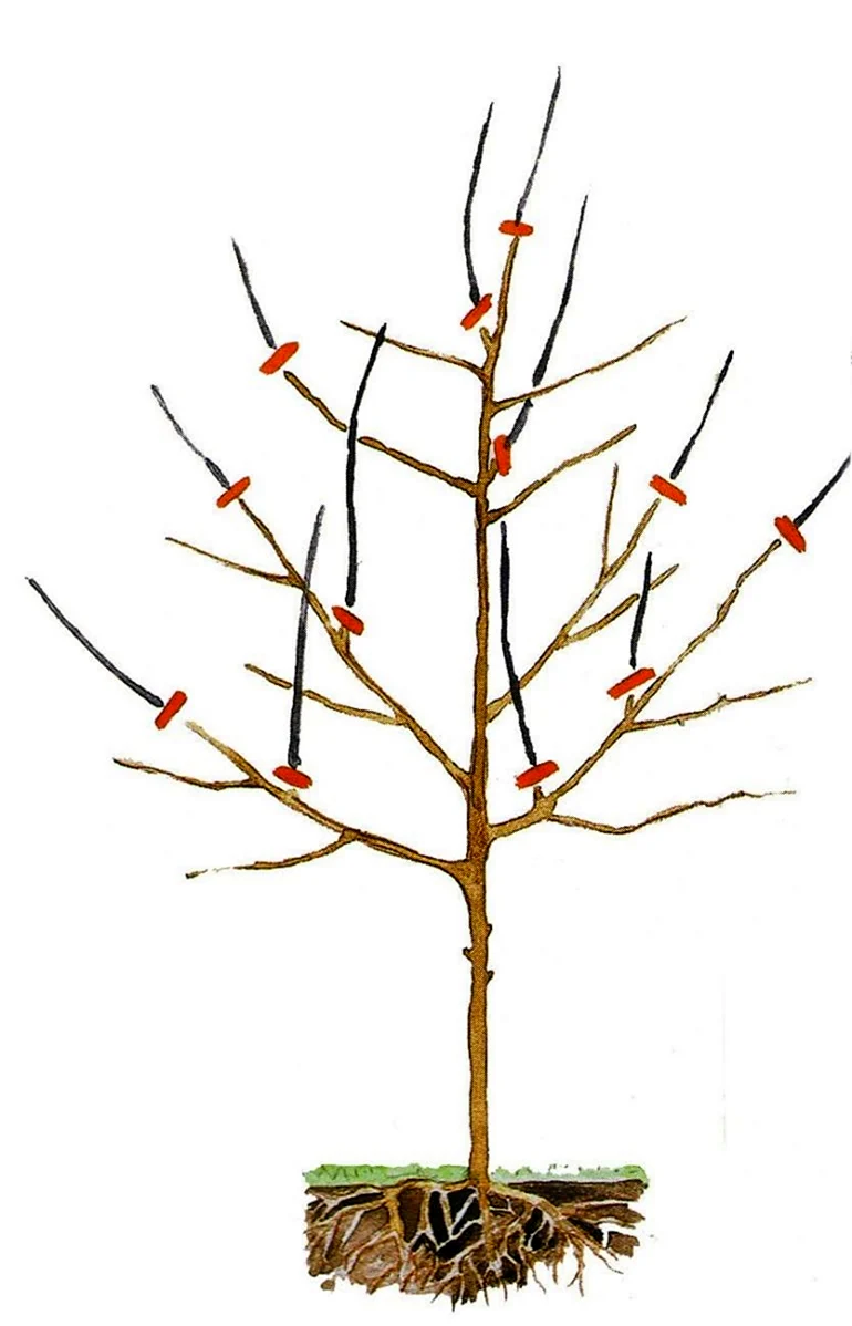 Обрезка плодовых деревьев яблонь. Картинка