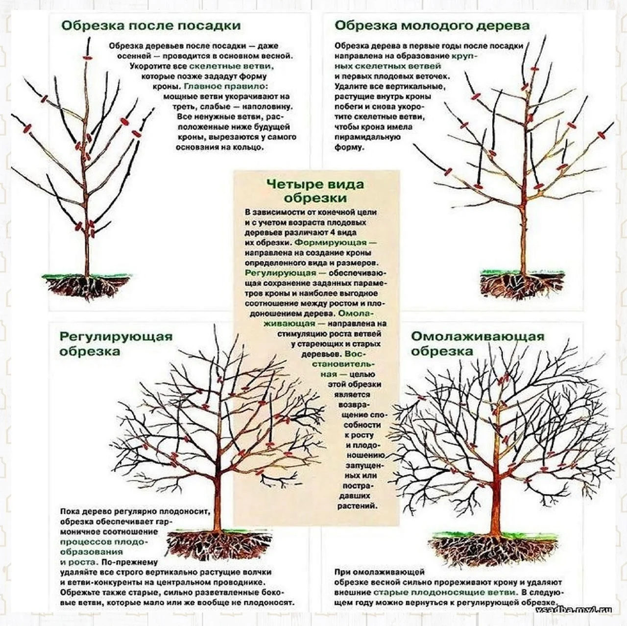 Общая схема обрезки плодовых деревьев. Картинка