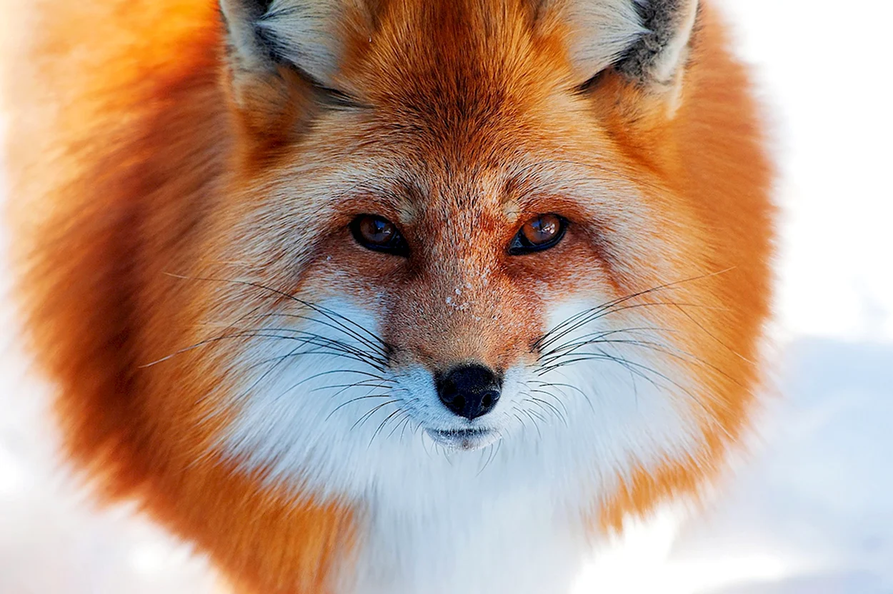 Обыкновенная лисица. Красивое животное