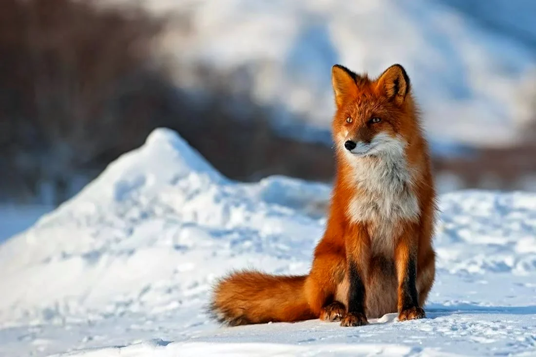 Обыкновенная лисица. Красивые картинки животных