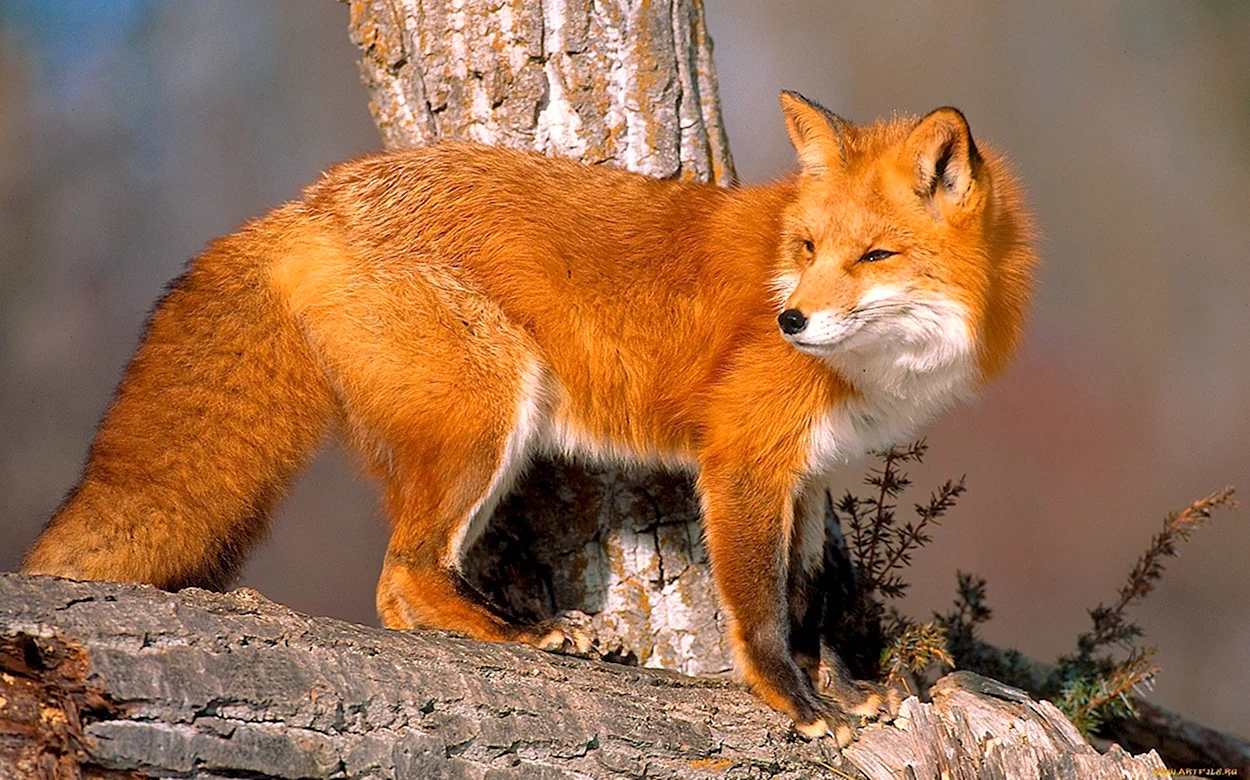 Обыкновенная лисица. Красивое животное