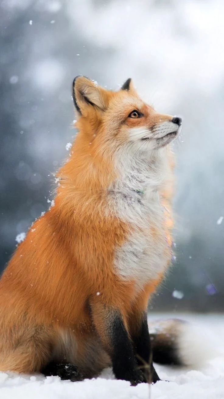 Обыкновенная лисица. Красивые картинки животных