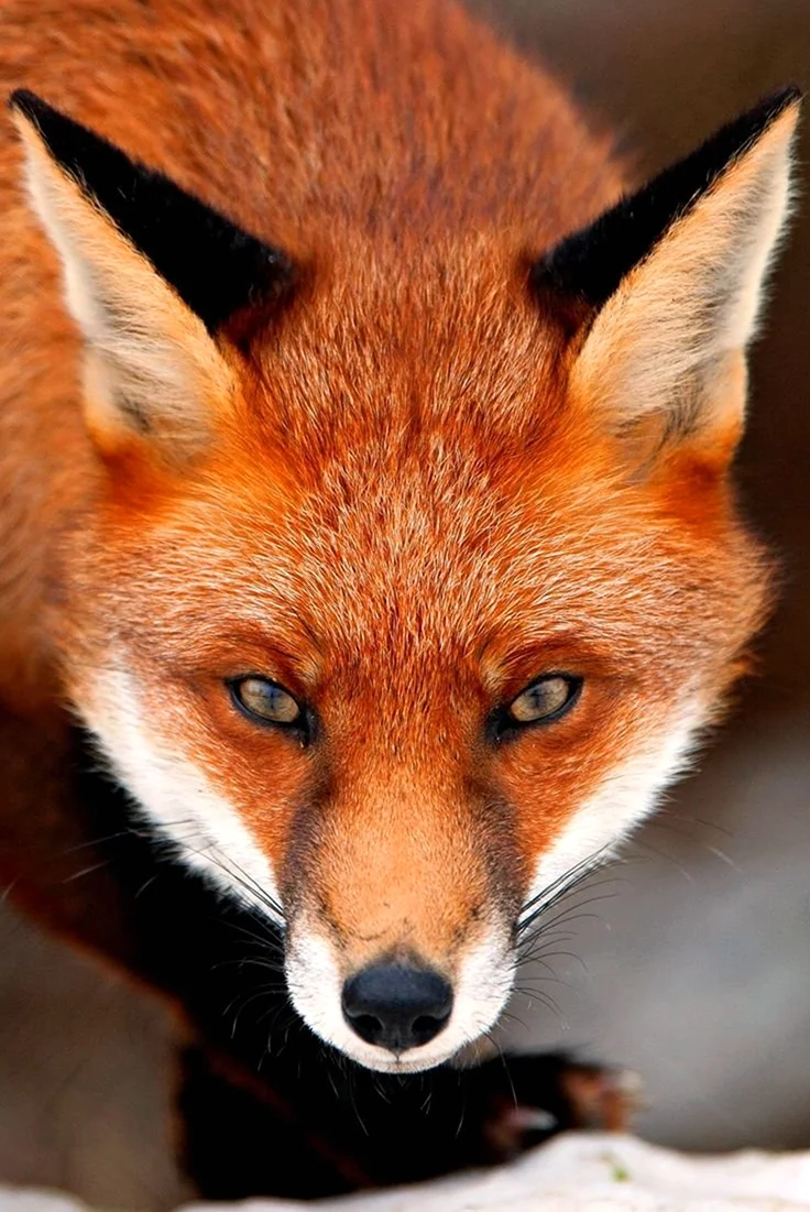 Обыкновенная лисица рыжая лисица. Красивые картинки животных