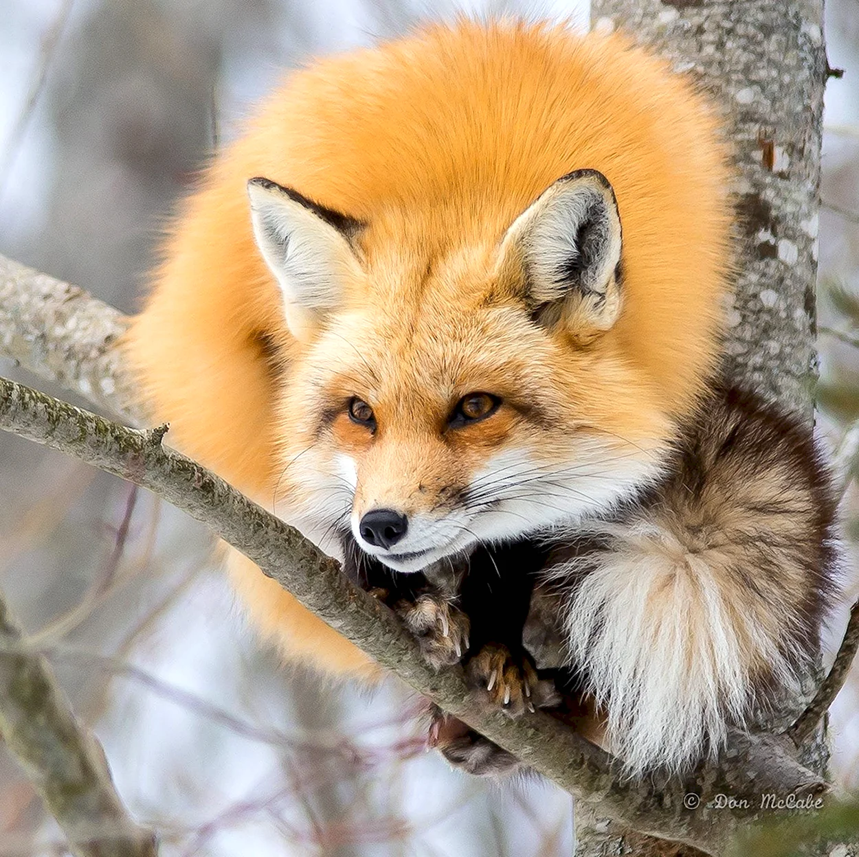 Обыкновенная лисица рыжая лисица. Красивое животное