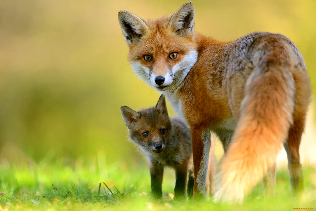 Обыкновенная лисица с лисятами. Красивые картинки животных
