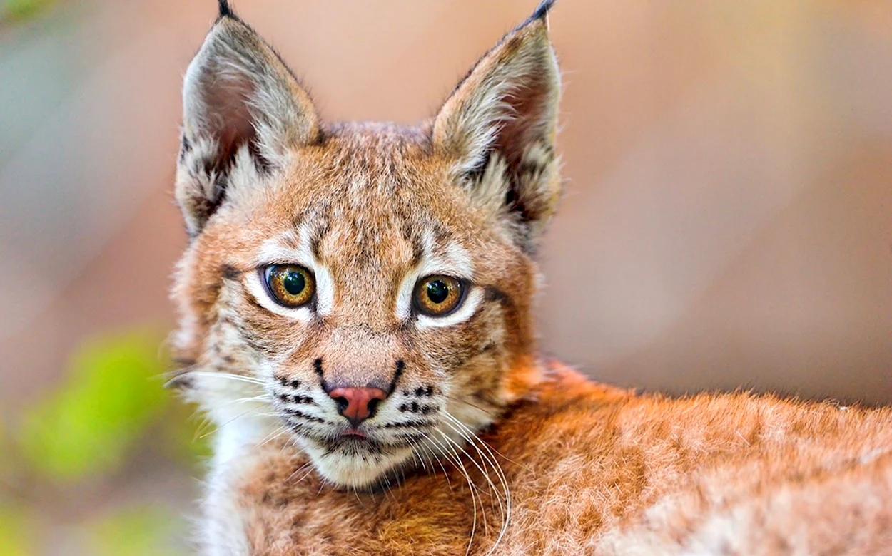 Обыкновенная Рысь Lynx Lynx. Красивое животное