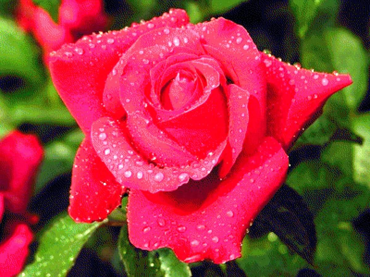 Очень красивые розы. Красивая картинка