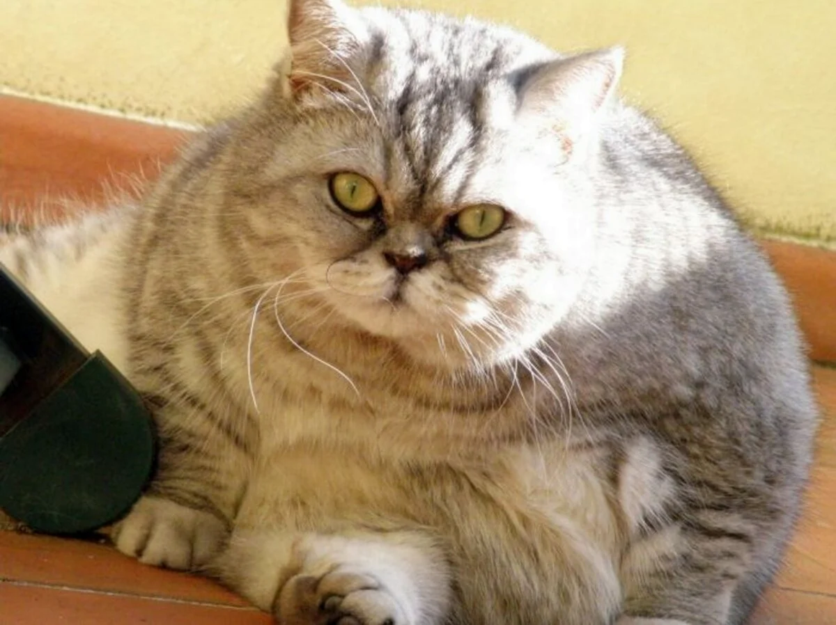 Очень толстый кот. Красивое животное