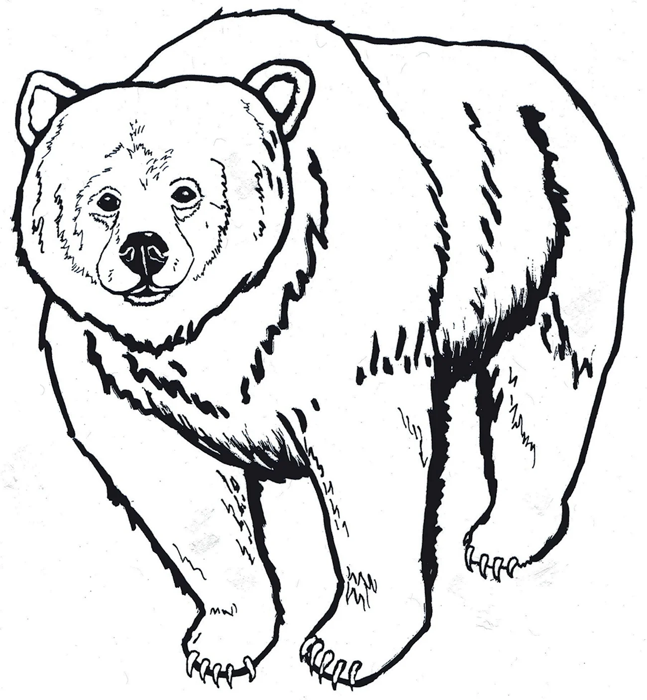Очковый медведь раскраска. Для срисовки