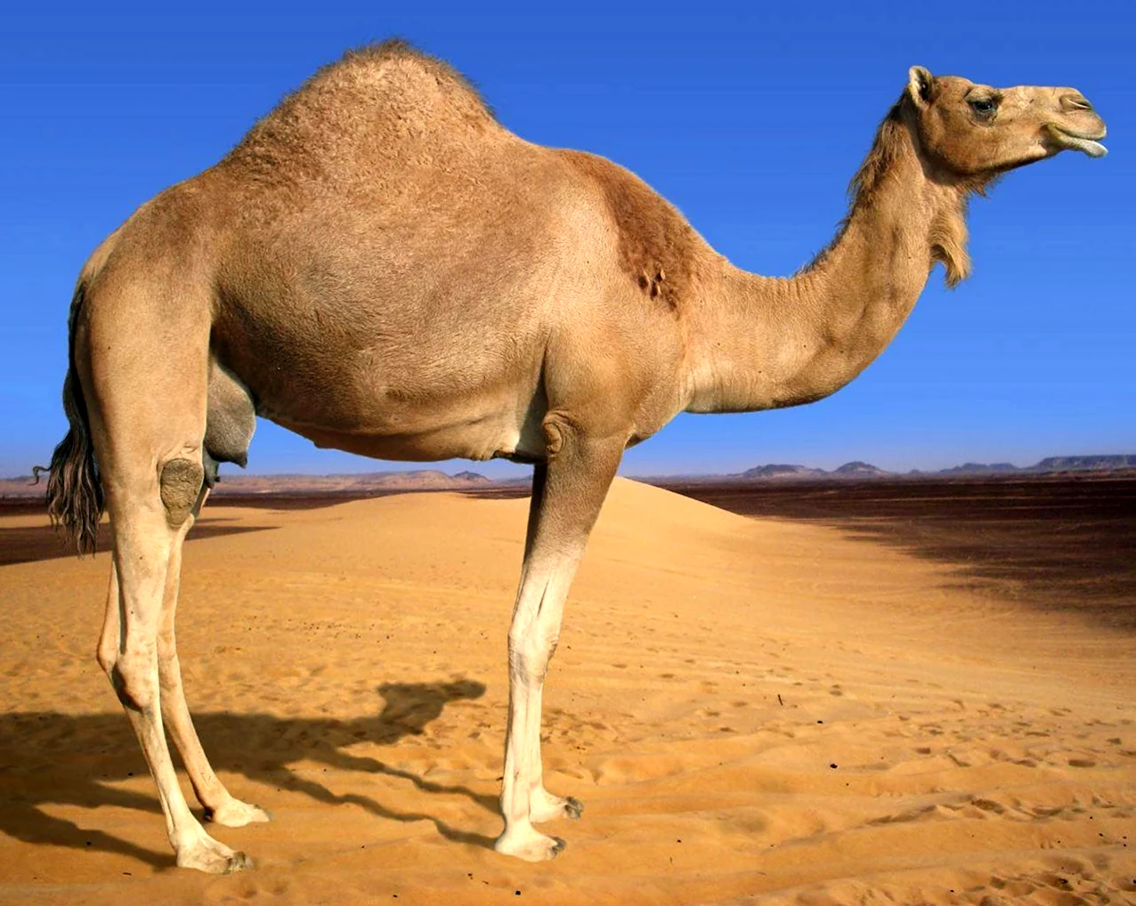Одногорбый верблюд дромедар. Картинка